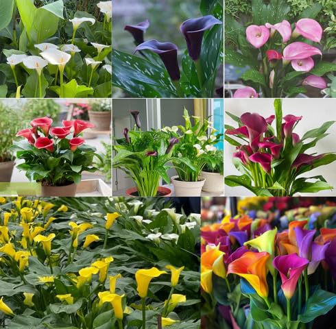 Mixed Calla Lily Flower