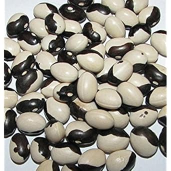 Certified Organic Calypso Bush Bean Orka Beans - Heirloom, Non - Gmo Seeds