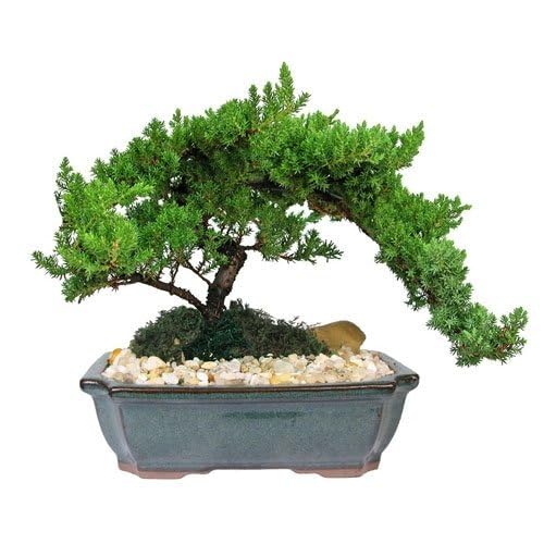 Juniper Bonsai Green - Heirloom, Non - Gmo Seeds