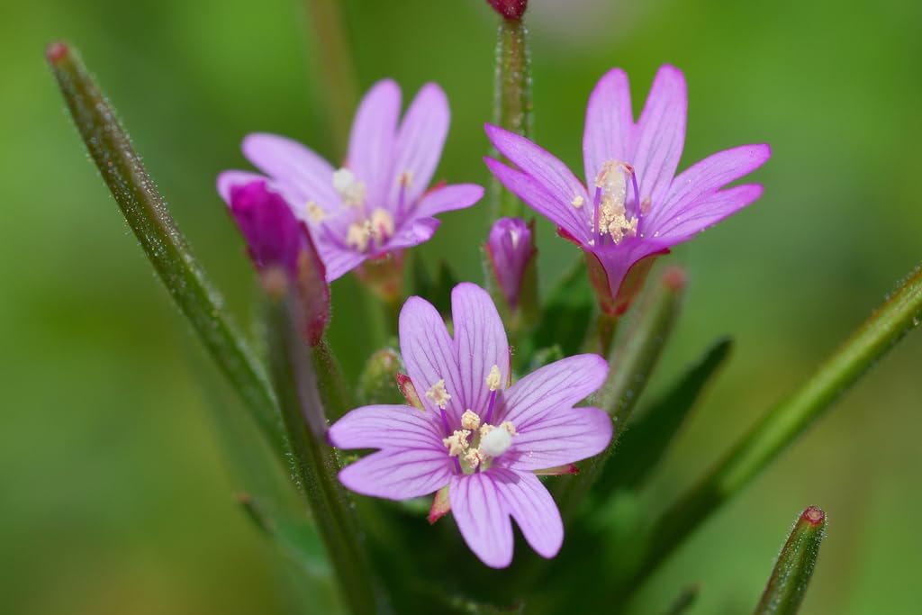 Epilobium Glandulosum Flower Seeds for Planting – Organic, Heirloom, Non-GMO Wildflower Seeds