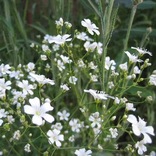 White Gypsophila Flower