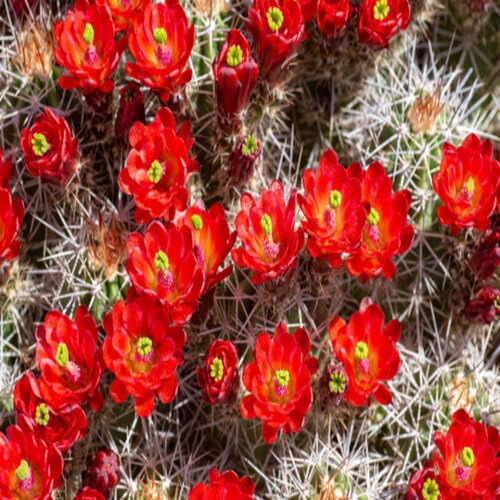 Cactus Flower Red - Heirloom, Non - Gmo Seeds