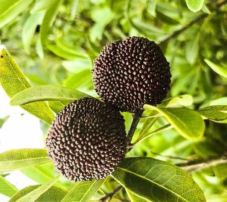 Black Waxberry Fruit - Heirloom, Non - Gmo Seeds