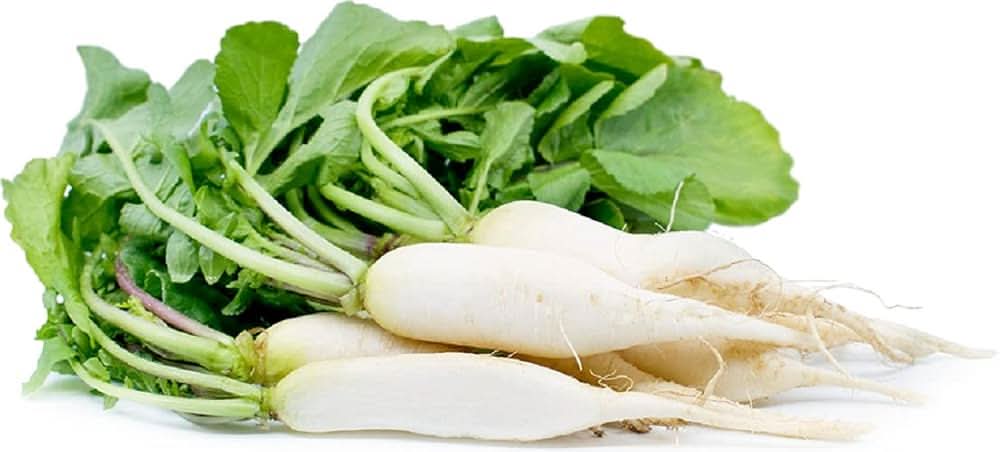 White Icicle Radish Heirloom Crisp Root Vegetable Seeds