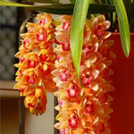 Orange Cymbidium Orchid Seeds - Heirloom Non-GMO Planting Flower Seeds for planting in your garden.