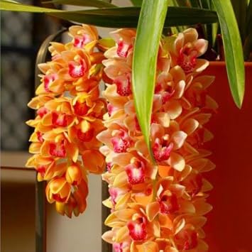 Orange Cymbidium Orchid Seeds - Heirloom Non-GMO Planting Flower Seeds for planting in your garden.