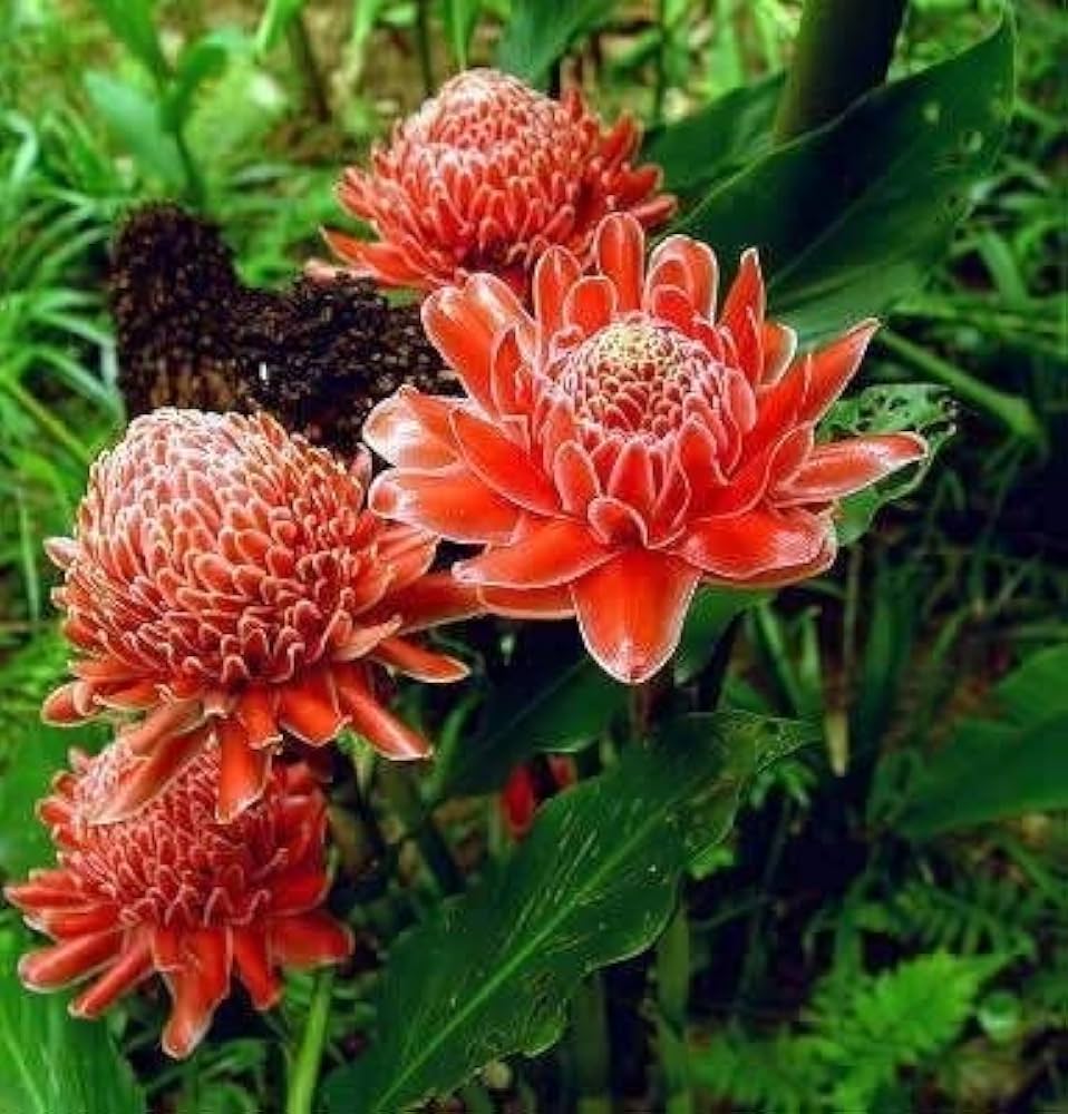 Heirloom Non-GMO Ginger Flower Seeds for Garden Planting – Rare Exotic Blooms Variety for planting in your garden.