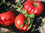 Giant Tomato – Solanum lycopersicum – for planting in vegetable patch and home garden