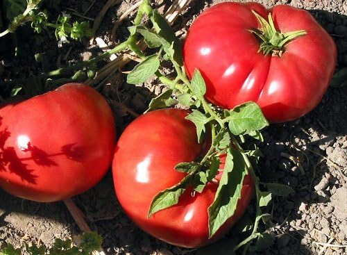 Giant Tomato – Solanum lycopersicum – for planting in vegetable patch and home garden
