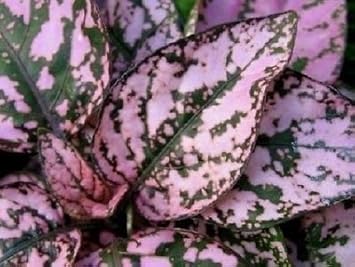 Mix Hypoestes Plant Seeds for Planting, 100 seeds for planting in home garden