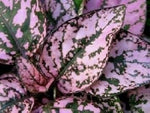 Mix Hypoestes Plant Seeds for Planting, 100 seeds for planting in home garden