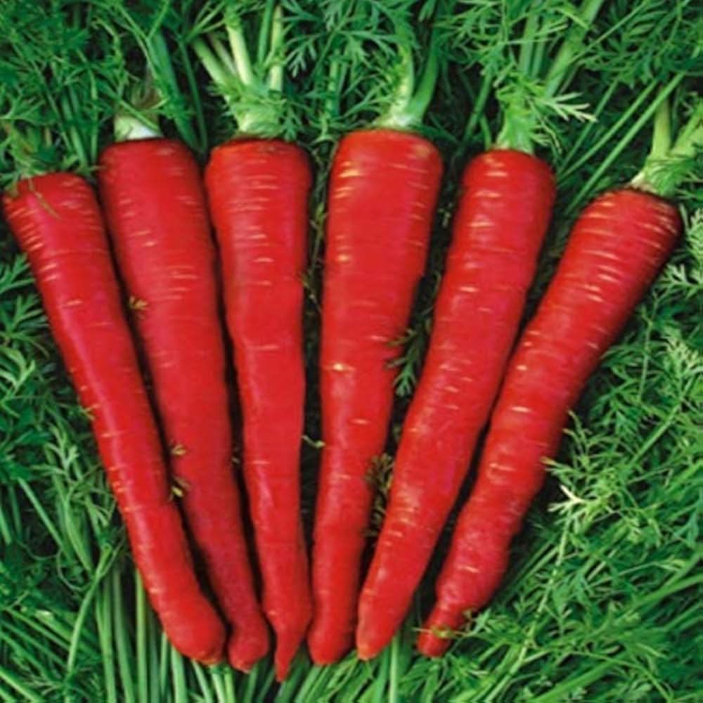 Red Heart carrot plant grown from seeds with bright red roots and sweet flavor