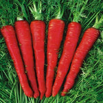 Red Heart carrot plant grown from seeds with bright red roots and sweet flavor