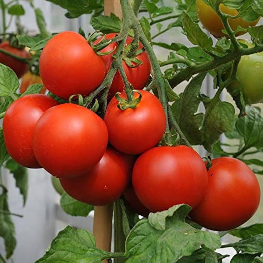 Variety Tomato Solanum lycopersicum for planting in home garden