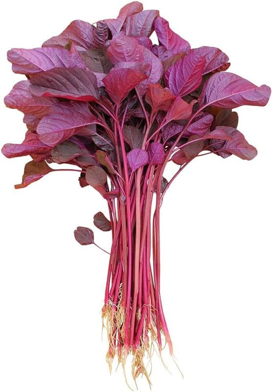 Red Stems Spinach (Spinacia oleracea) seeds for nutritious garden harvest