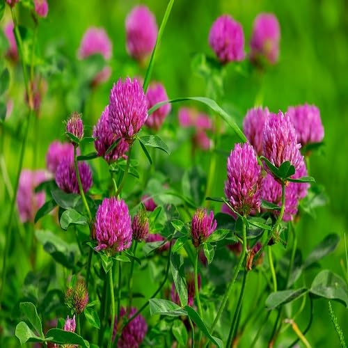Pink Trifolium Flower - Heirloom, Non - Gmo Seeds