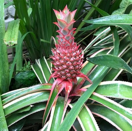 Pink Pineapple Fruit - Heirloom, Non - Gmo Seeds
