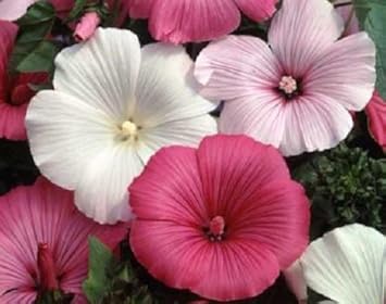 Mixed Rose Mallow Flower Seeds for Planting Non-GMO Heirloom Garden Seeds for Growing seeds for planting in home garden