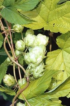 Humulus Lupulus Plant Seeds for Planting - 100