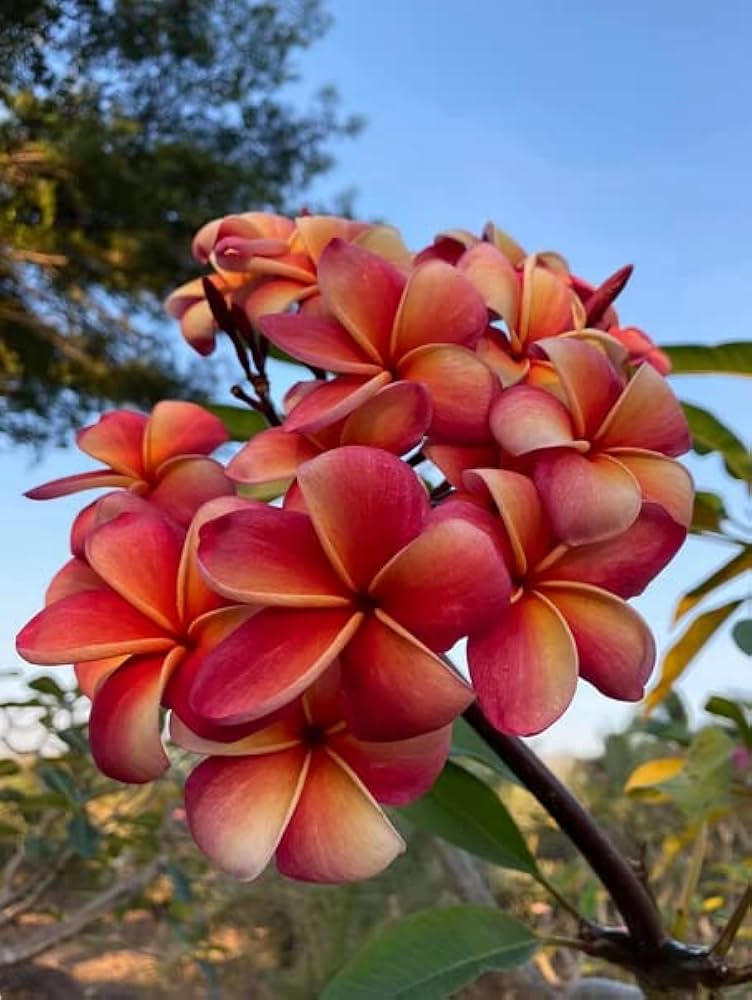 Organic Red White Frangipani Flower Seeds for Planting – Heirloom, Non-GMO seeds for planting in home garden