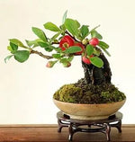 Orange Quince Flower Seeds for Planting - NON GMO Seeds Dhara Seeds