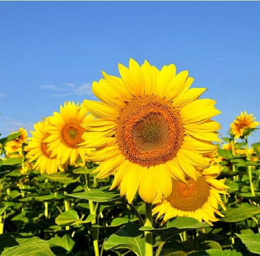Yellow Sunflower Flower
