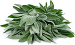 Sage flower – Salvia officinalis – for planting in herb garden