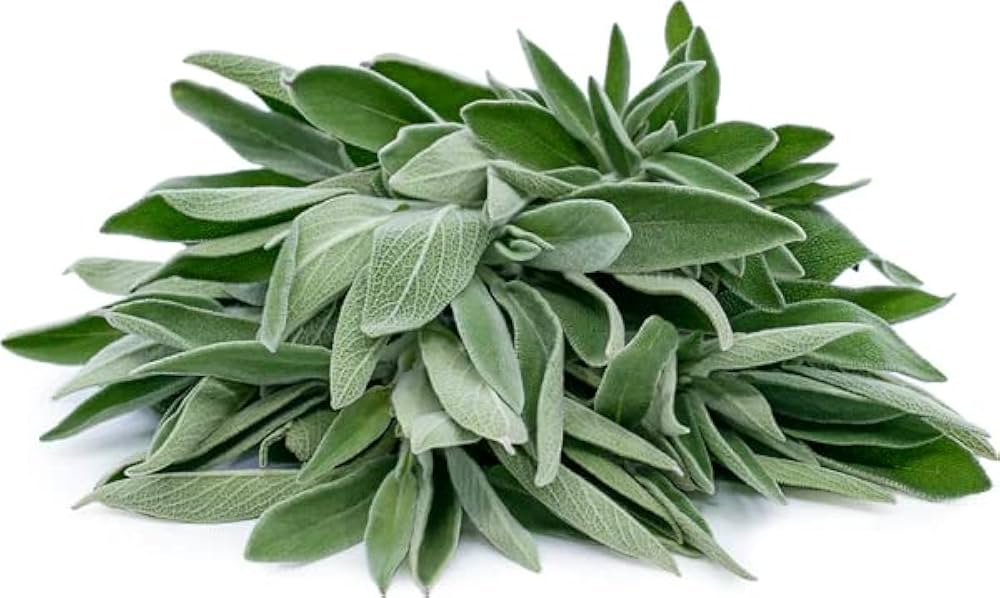 Sage flower – Salvia officinalis – for planting in herb garden