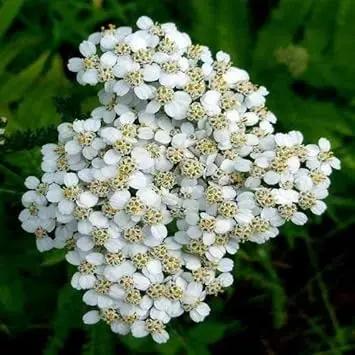 White Yarrow Flower Seeds for Garden - NON GMO Seeds Dhara Seeds