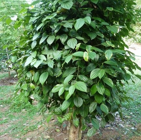 Green Piper Nigrum - Heirloom, Non - Gmo Seeds