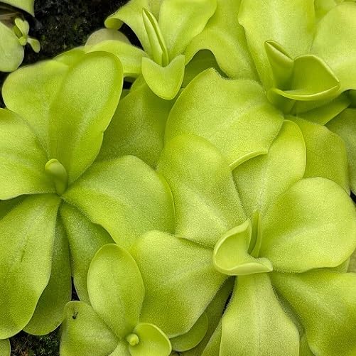 Green Pinguicula - Heirloom, Non - Gmo Seeds
