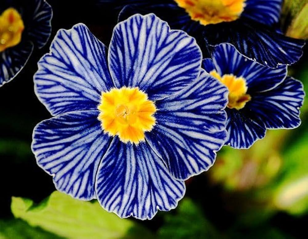 Heirloom Blue Zebra Primula Flower Seeds for Planting – Non-GMO Perennial Garden Blooms