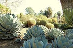 Green Agave Parryi Planting Seeds for Garden NON GMO Seeds Dhara Seeds