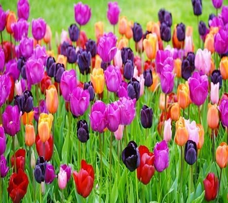 Tulip Flower - Heirloom, Non - Gmo Seeds