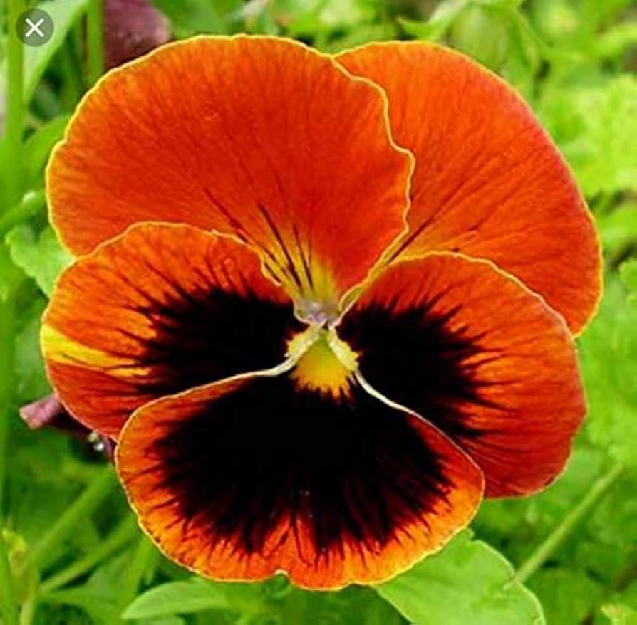 Pansy Swiss Giant Ullswater Beaconsfield Perennial Flower Seeds for Bold Garden Flowers