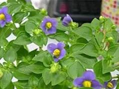 Violet Matthiola Flower Seeds for Planting - NON GMO Seeds Dhara Seeds