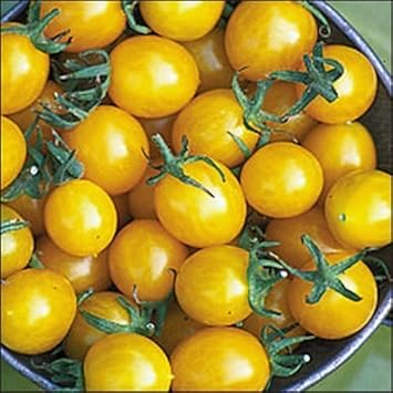 Yellow Tomato Heirloom Non Gmo Image