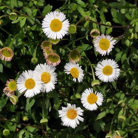 White Erigeron Flower