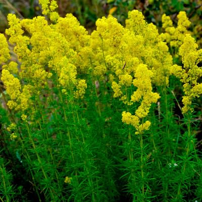 Galium - Heirloom, Non - Gmo Seeds