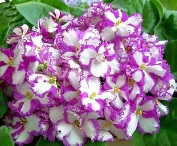 Purple White African Violet Seeds for Planting – Organic, Heirloom, Non-GMO Flower Seeds