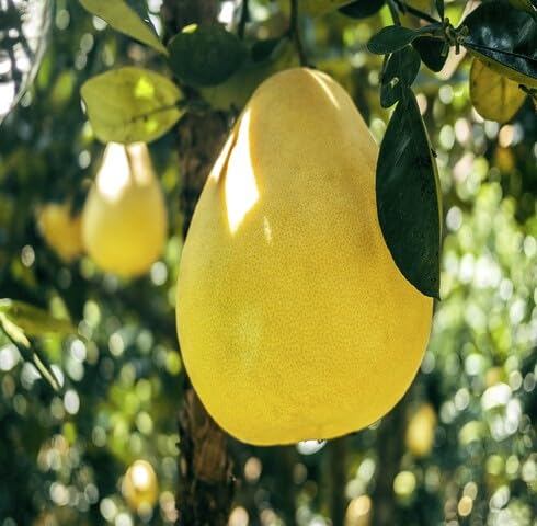 Yellow Pomelo Fruit - Heirloom, Non - Gmo Seeds