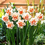 Narciso Flower Seeds for Planting - NON GMO Seeds Dhara Seeds