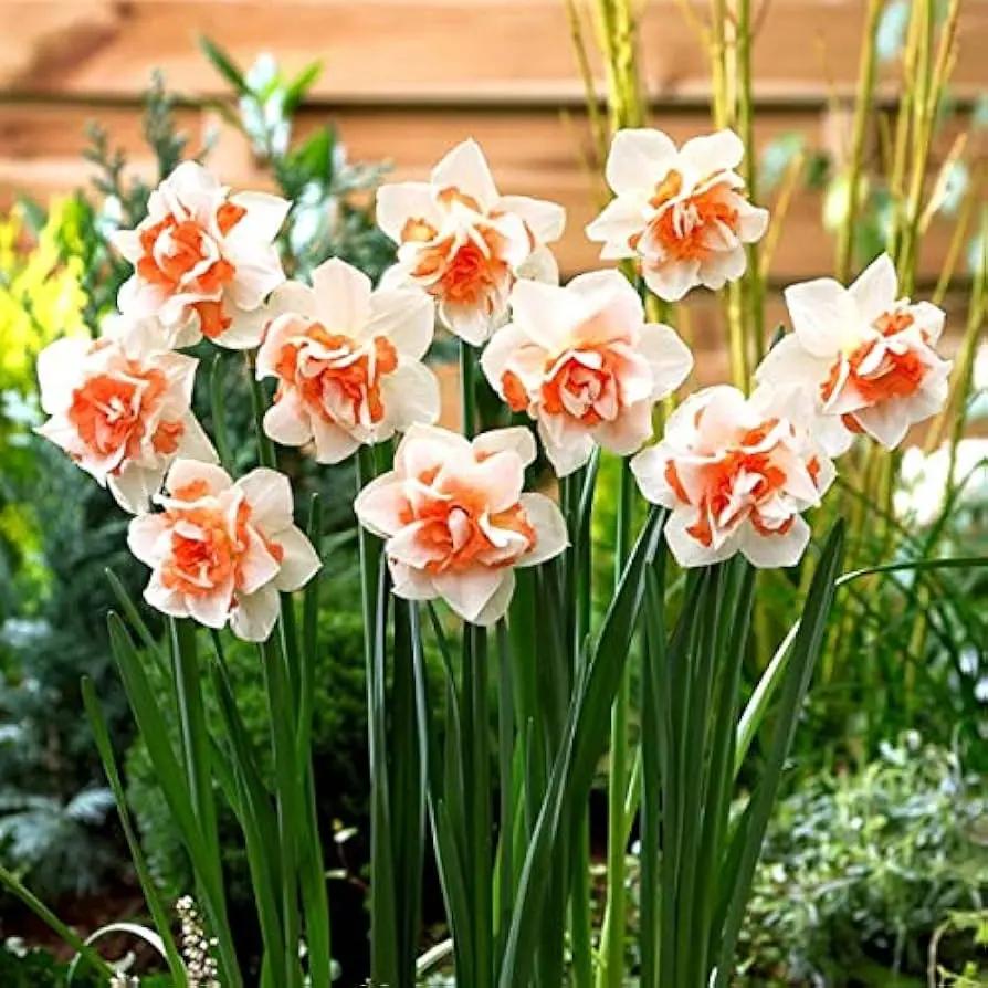 Narciso Flower Seeds for Planting - NON GMO Seeds Dhara Seeds
