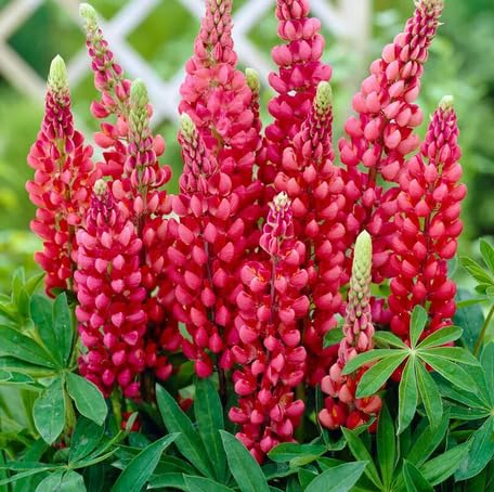 Red Lupine Flower - Heirloom, Non - Gmo Seeds
