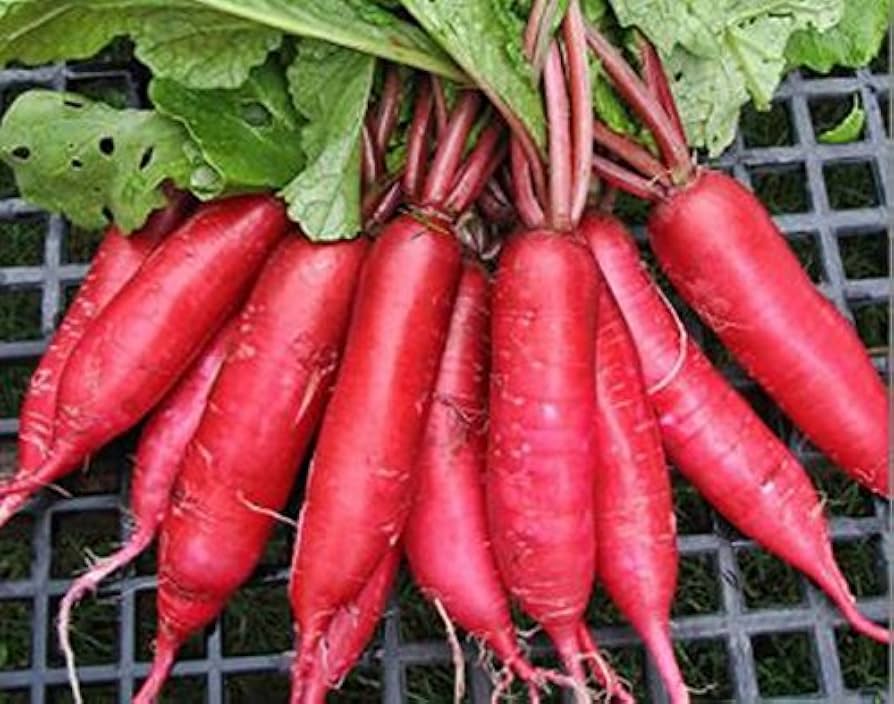 Radish Raphanus Sativus Red Giant Russian Heirloom Vegetable Seeds for Planting – Suitable for Kitchen Garden