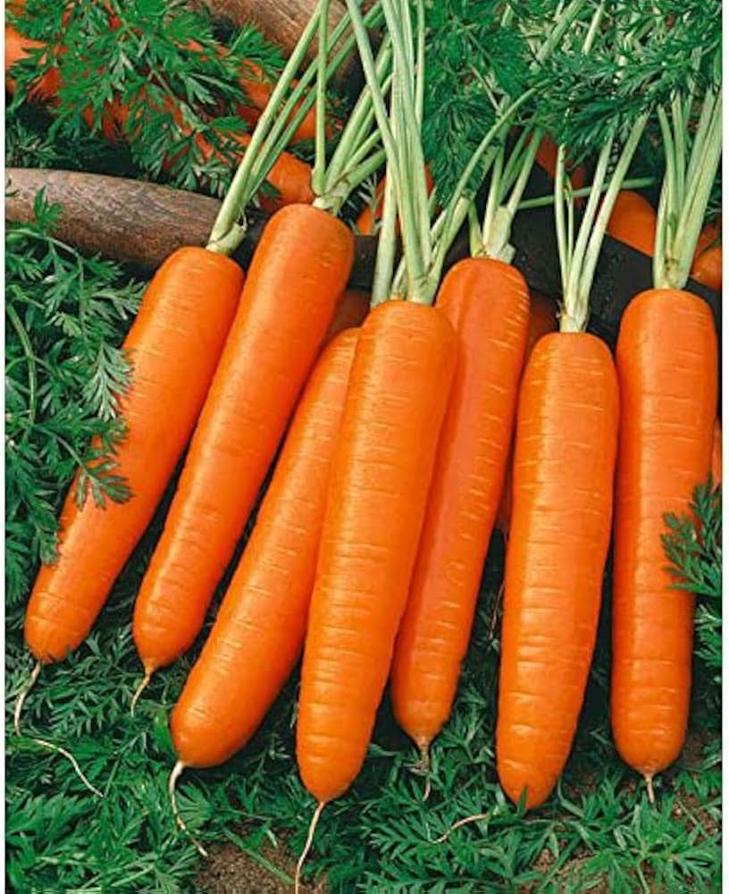 Scarlet Nantes Non-GMO Carrot Seeds