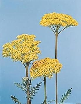 Yellow Achillea Flower Seeds - 100 pcs