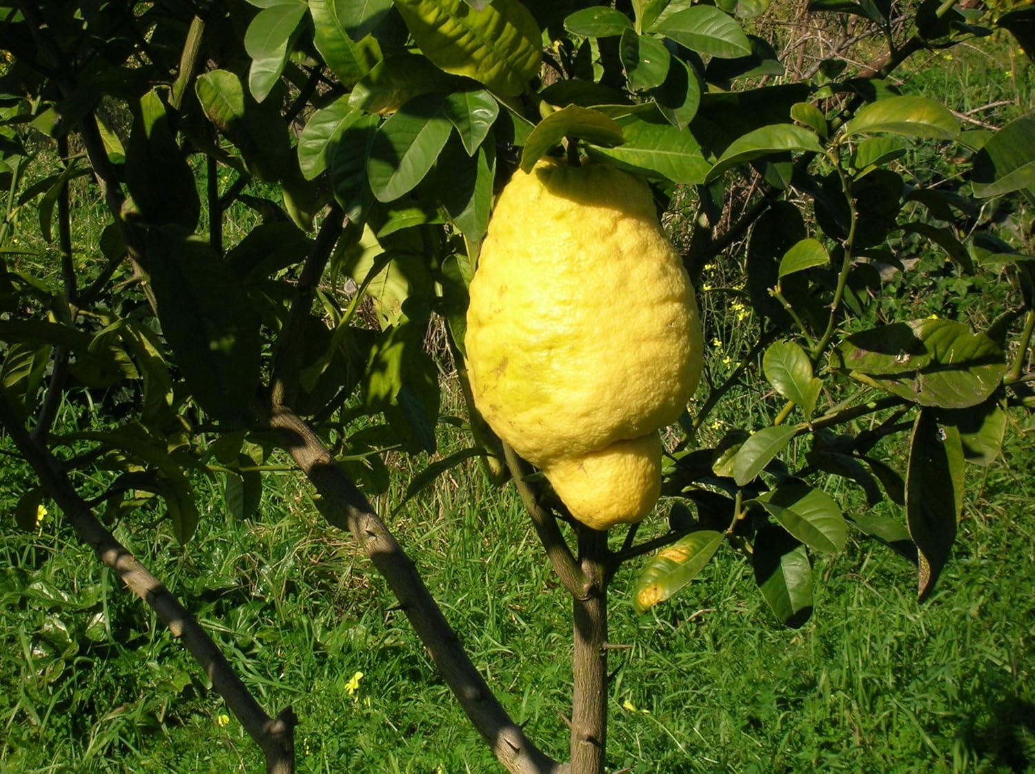 Esrog Fruit Seeds for a Unique and Aromatic Citron Tree