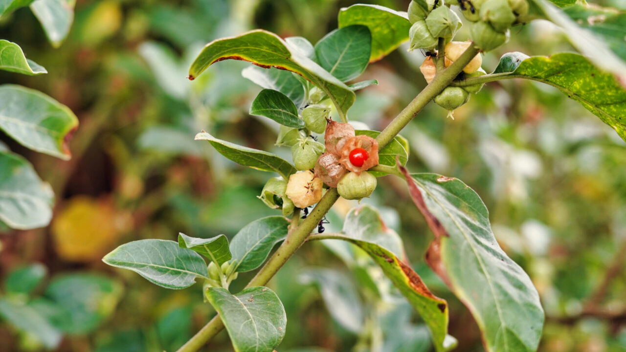 Ashwagandha Plant Seeds for Herbal Wellness and Strength