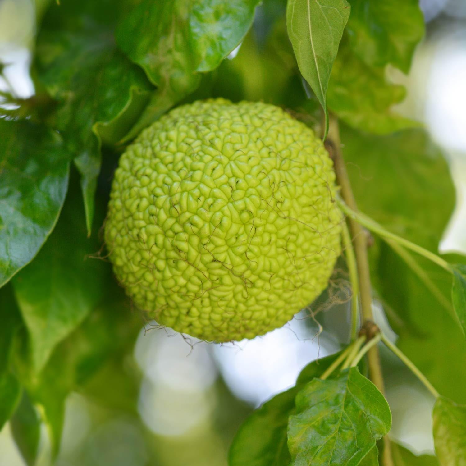 Yellow Maclura Fruit Seeds - Grow This Hardy and Fruitful Plant in Your Garden